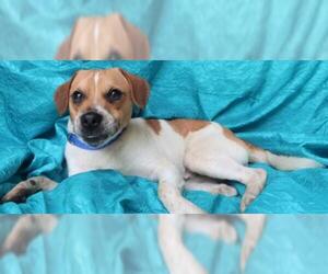Jug Dogs for adoption in Cuba, NY, USA