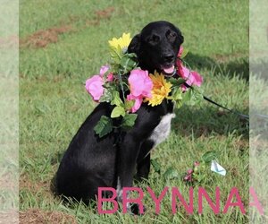 Medium Photo #3 Borador Puppy For Sale in Mt. Laurel, NJ, USA