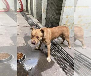 American Pit Bull Terrier Dogs for adoption in Stockton, CA, USA