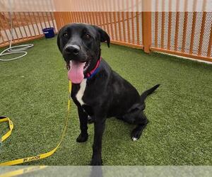 Labrador Retriever-Unknown Mix Dogs for adoption in Las Vegas, NV, USA