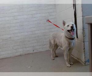 Siberian Husky Dogs for adoption in San Bernardino, CA, USA