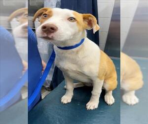 Labrador Retriever-Unknown Mix Dogs for adoption in Mobile, AL, USA
