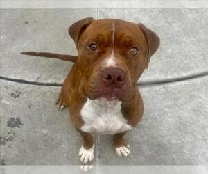 Mutt Dogs for adoption in Martinez, CA, USA