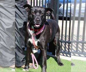 Labrador Retriever-Unknown Mix Dogs for adoption in Grass Valley, CA, USA
