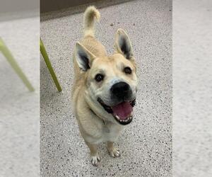 Labrador Retriever-Unknown Mix Dogs for adoption in Brighton, CO, USA