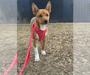 Akita-Unknown Mix Dogs for adoption in Sandy, UT, USA