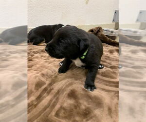 Australian Shepherd Dogs for adoption in Fremont, CA, USA