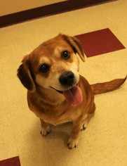 Labbe Dogs for adoption in Waynesboro, PA, USA