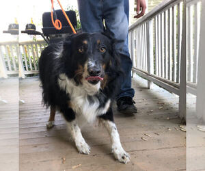 Collie Dogs for adoption in Asheville, NC, USA
