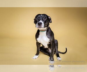 American Pit Bull Terrier-Unknown Mix Dogs for adoption in Corona, CA, USA