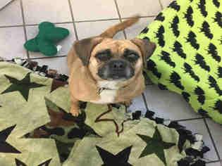 Puggle Dogs for adoption in Canfield, OH, USA