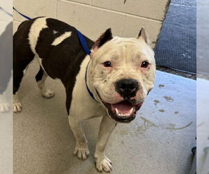 American Pit Bull Terrier Dogs for adoption in San Bernardino, CA, USA