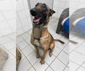 Mutt Dogs for adoption in Canfield, OH, USA