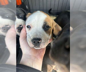 Labbe Dogs for adoption in Stockton, CA, USA