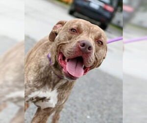 American Pit Bull Terrier Dogs for adoption in Glen Allen, VA, USA