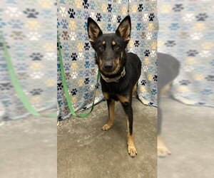 German Shepherd Dog Dogs for adoption in Rosenberg, TX, USA