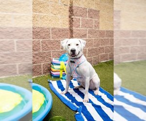 American Pit Bull Terrier Dogs for adoption in Minneapolis, MN, USA