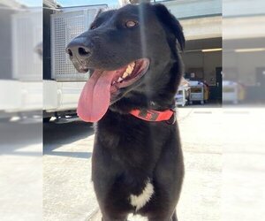 Shepradors Dogs for adoption in Rancho Cucamonga, CA, USA