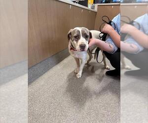 American Staffordshire Terrier-Unknown Mix Dogs for adoption in Louisville, KY, USA