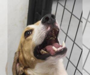Treeing Walker Coonhound Dogs for adoption in Atlanta, GA, USA