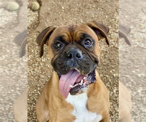 Boxer Dogs for adoption in Austin, TX, USA