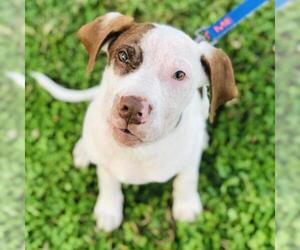 American Pit Bull Terrier Dogs for adoption in Cumming, GA, USA