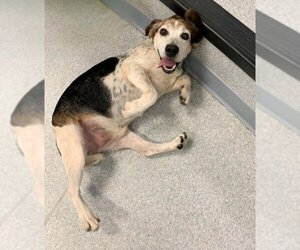 Beagle Dogs for adoption in Toronto, Ontario, Canada