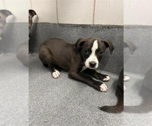 American Staffordshire Terrier-Unknown Mix Dogs for adoption in San Antonio, TX, USA