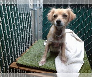 Mutt Dogs for adoption in Downey, CA, USA