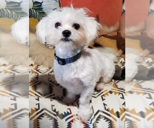 Maltipoo Dogs for adoption in Plainfield, IL, USA