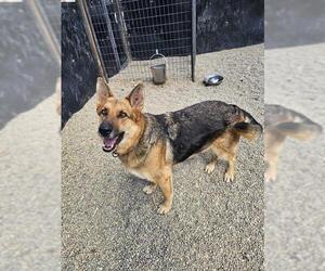 German Shepherd Dog Dogs for adoption in Frisco, CO, USA