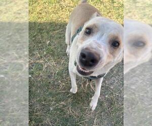 Labrador Retriever-Unknown Mix Dogs for adoption in San Antonio, TX, USA