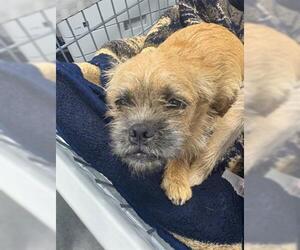 Border Terrier-Unknown Mix Dogs for adoption in San Martin, CA, USA