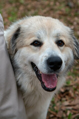 Great Pyrenees-Unknown Mix Dogs for adoption in Spring, TX, USA
