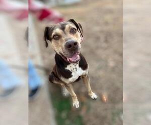 Catahoula Leopard Dog Dogs for adoption in Decatur, GA, USA