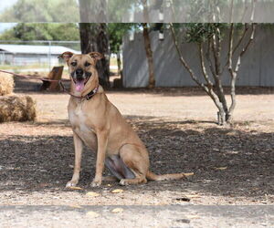 American Pit Bull Terrier-German Shepherd Dog Mix Dogs for adoption in San Diego, CA, USA