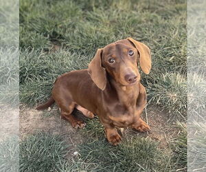 Dachshund Dogs for adoption in Hesperia, CA, USA
