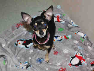Miniature Pinscher Dogs for adoption in Placerville, CA, USA
