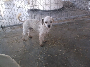 Bichpoo Dogs for adoption in Bonifay, MO, USA