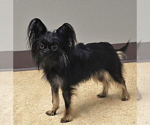 Mutt Dogs for adoption in Olalla, WA, USA