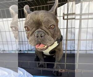 French Bulldog Dogs for adoption in Fort Lauderdale, FL, USA