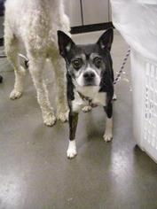 Boston Terrier-Unknown Mix Dogs for adoption in Colfax, IL, USA