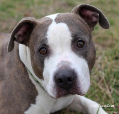 American Pit Bull Terrier Dogs for adoption in Bedford, VA, USA