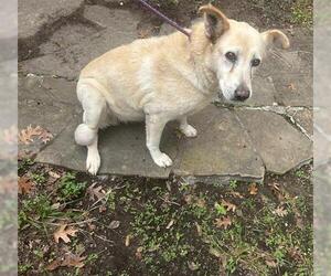 Labrador Retriever-Unknown Mix Dogs for adoption in Houston, TX, USA