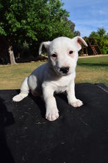 Bull Terrier Dogs for adoption in Goodyear, AZ, USA