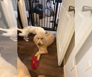 Labrador Retriever Dogs for adoption in Bethesda, MD, USA