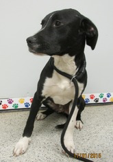 Borador Dogs for adoption in Conroe, TX, USA