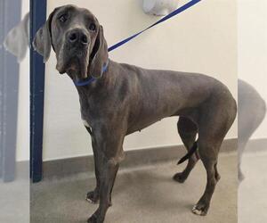 Great Dane Dogs for adoption in HESPERIA, CA, USA