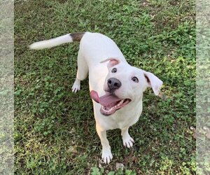 Labrador Retriever-Unknown Mix Dogs for adoption in Harrison, AR, USA