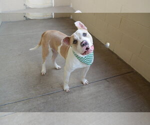 Staffordshire Bull Terrier-Unknown Mix Dogs for adoption in McKinney, TX, USA